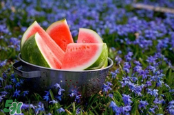 五月份的西瓜孕婦能吃嗎？5月份的西瓜孕婦可以吃嗎？