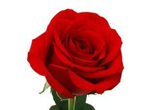 520朵玫瑰花多少錢？2017年520朵玫瑰花的價格