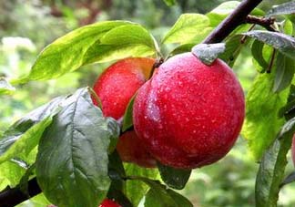 五月份有李子嗎？五月份的李子能吃嗎？