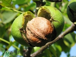 核桃仁怎么保存？核桃仁生吃好還是熟吃好？