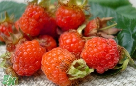 覆盆子的熱量高嗎？覆盆子可以減肥嗎？