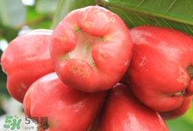 蓮霧能和酸奶一起吃嗎？酸奶可以和蓮霧一起吃嗎？