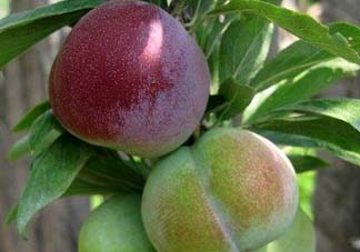 李子可以和西紅柿一起吃嗎？西紅柿和李子能同吃？