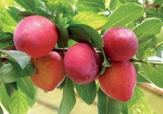 吃李子為什么會拉肚子？拉肚子可以吃李子嗎？