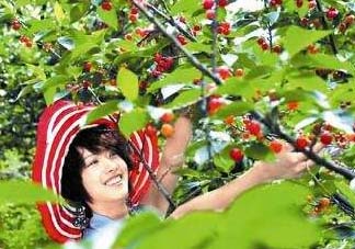 5月份還有櫻桃摘嗎？5月份哪里可以摘櫻桃？