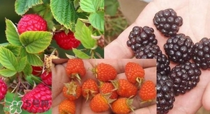 盆栽樹莓怎么養(yǎng)？盆栽樹莓的種植方法