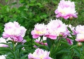 五月份還有牡丹嗎？五月份牡丹花還開嗎？