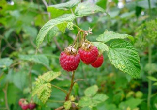 山莓可以泡酒嗎？山莓能不能泡酒