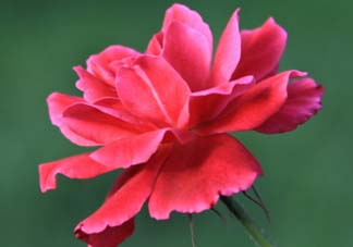 五月還有杜鵑花嗎？杜鵑花什么時候開？