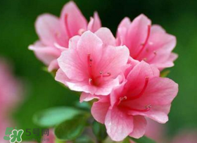五月還有杜鵑花嗎？杜鵑花什么時候開？