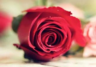 2017年520送什么花好？適合520送給女朋友的花推薦