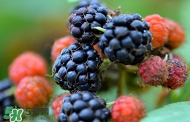 山莓跟黑莓一樣嗎？黑莓貴還是山莓貴？