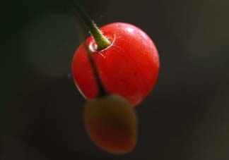 ?五月份還有櫻桃嗎？?五月份的櫻桃能吃嗎？