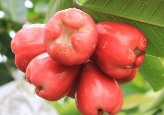 蓮霧能和酸奶一起吃嗎？酸奶可以和蓮霧一起吃嗎？