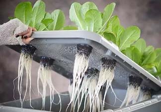 小滿(mǎn)種什么？小滿(mǎn)種什么菜？