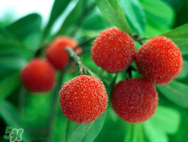 小滿吃什么水果？小滿吃哪些水果好？