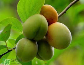 小滿吃什么水果？小滿吃哪些水果好？