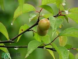 小滿吃什么水果？小滿吃哪些水果好？