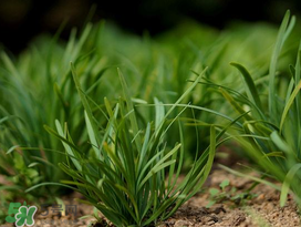 小滿(mǎn)種什么？小滿(mǎn)種什么菜？