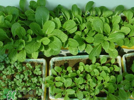 小滿(mǎn)種什么？小滿(mǎn)種什么菜？