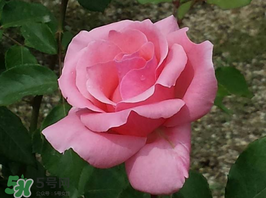 小滿開(kāi)什么花？小滿節(jié)氣開(kāi)的植物