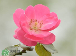 小滿開(kāi)什么花？小滿節(jié)氣開(kāi)的植物