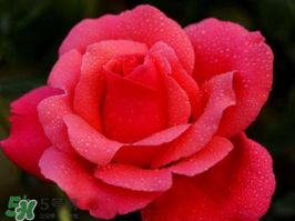 小滿開(kāi)什么花？小滿節(jié)氣開(kāi)的植物