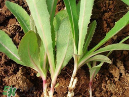 苦菜要焯水嗎？焯苦菜的水能喝嗎？