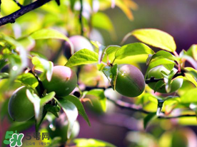 青梅可以減肥嗎？青梅減肥效果好嗎？