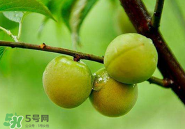 青梅果有什么好處？青梅果的功效與作用