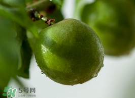 青梅果有什么好處？青梅果的功效與作用