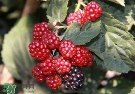 刺泡是山莓嗎？刺泡和山莓的區(qū)別