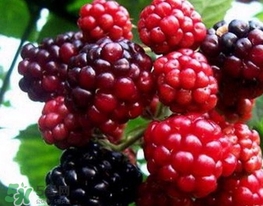 刺泡是山莓嗎？刺泡和山莓的區(qū)別