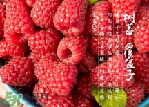 刺泡是山莓嗎？刺泡和山莓的區(qū)別