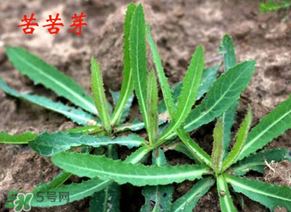 苦苦菜怎么腌制？怎樣腌制苦苦菜？