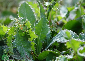 苦苦菜怎么腌制？怎樣腌制苦苦菜？