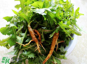 苦菜根能吃嗎？苦菜根的功效與作用