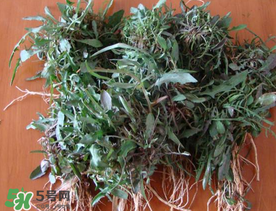 苦菜根能吃嗎？苦菜根的功效與作用