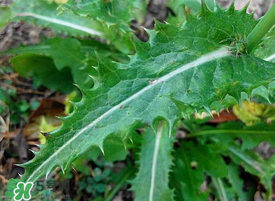 苦菜根能吃嗎？苦菜根的功效與作用
