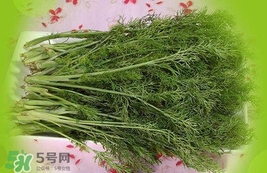 茴香菜是酸性還是堿性？什么人不能吃茴香菜