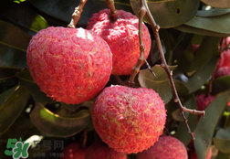 荔枝為什么是酸的？荔枝酸是怎么回事？