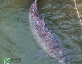 端午節(jié)好釣魚嗎?？端午節(jié)可以釣魚嗎？