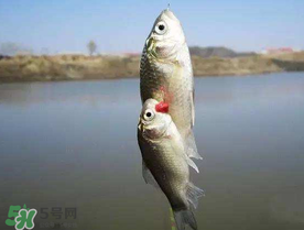 端午節(jié)好釣魚嗎?？端午節(jié)可以釣魚嗎？