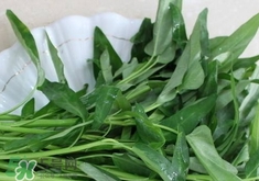 空心菜不能和什么一起吃?空心菜和什么食物相克? 空心菜不能和什么一起吃?空心菜和什么食物相克?