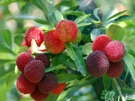 五月份有楊梅嗎？五月份的楊梅能吃嗎？