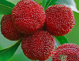 五月份有楊梅嗎？五月份的楊梅能吃嗎？