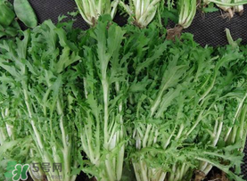 苦菜和羊肉能一起吃嗎？苦菜能和羊肉一起吃嗎？