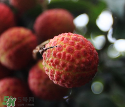 荔枝一天吃多少合適？荔枝一天最多吃幾個(gè)？