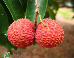 荔枝一天吃多少合適？荔枝一天最多吃幾個(gè)？