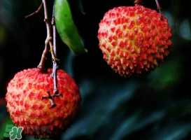 荔枝放冰箱能放多久？荔枝放久了會怎么樣？